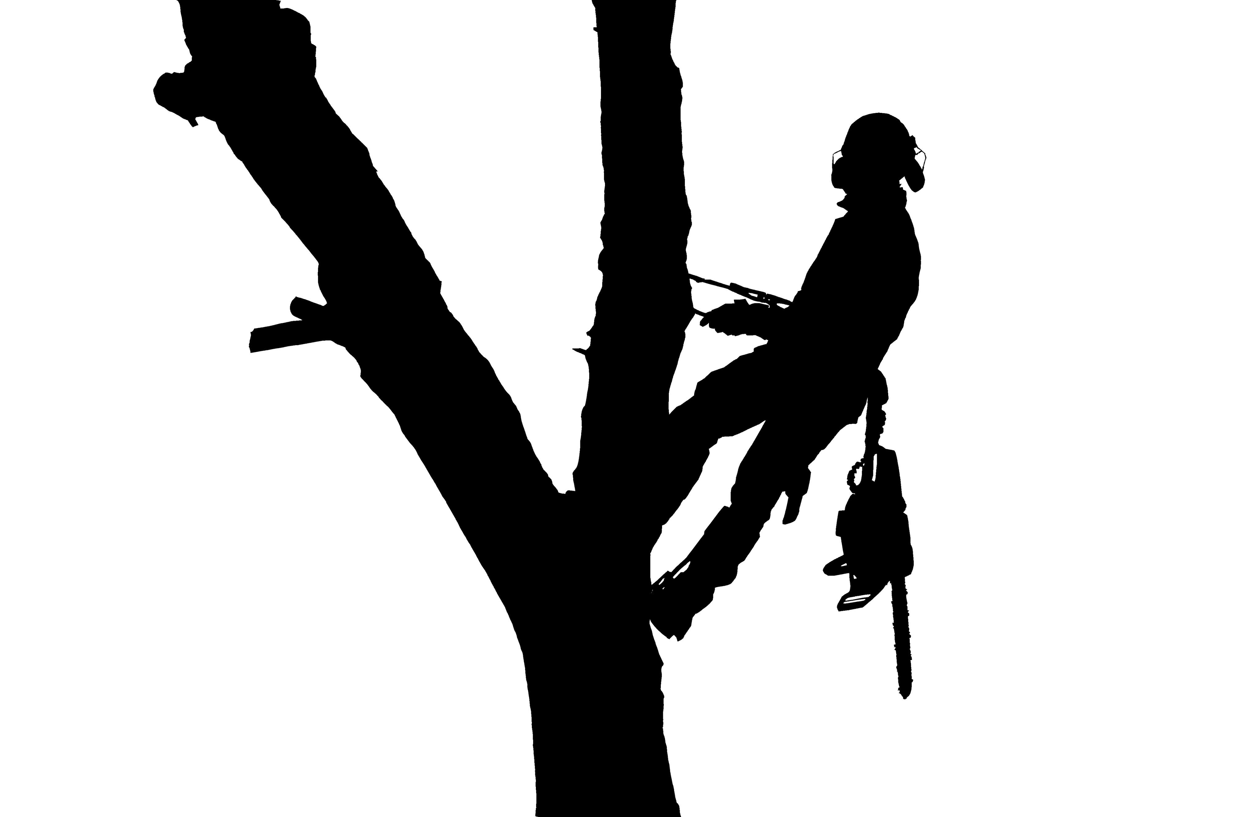 Rizikové kácení stromů Pešek foto 2