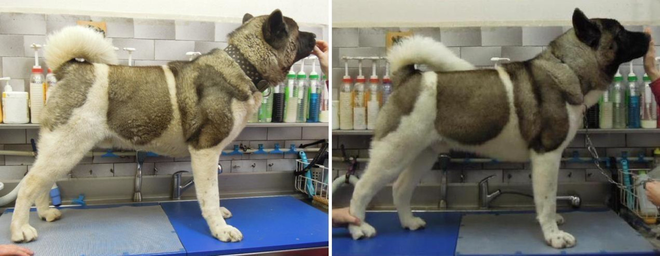 Stříhání úprava psů - Jarmila Kašparová foto 6