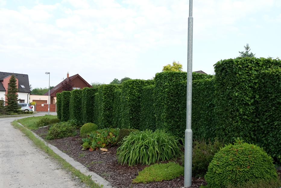 Stříhání a výsadba živých plotů