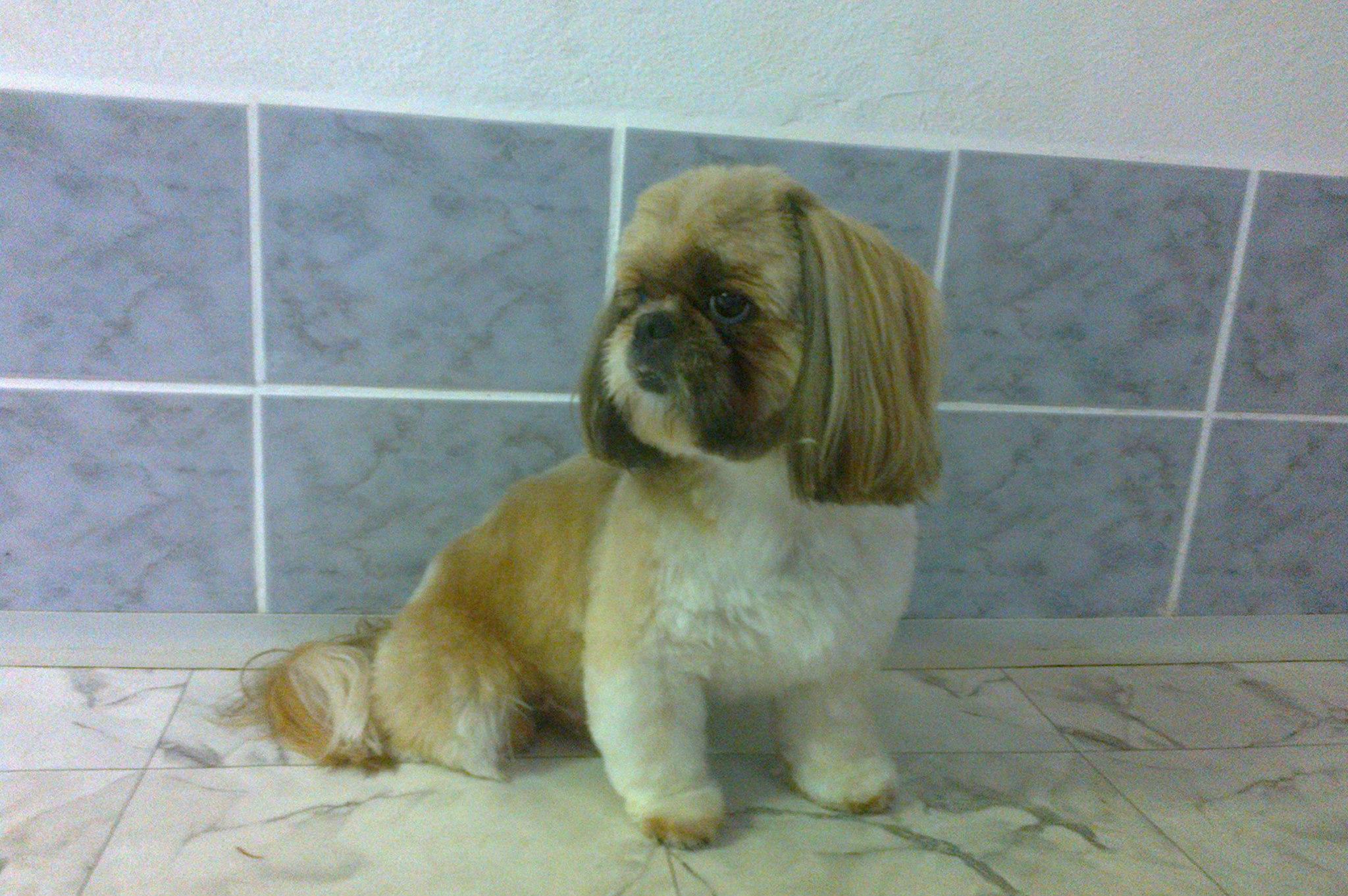 Úprava psů Petra Sumeráková