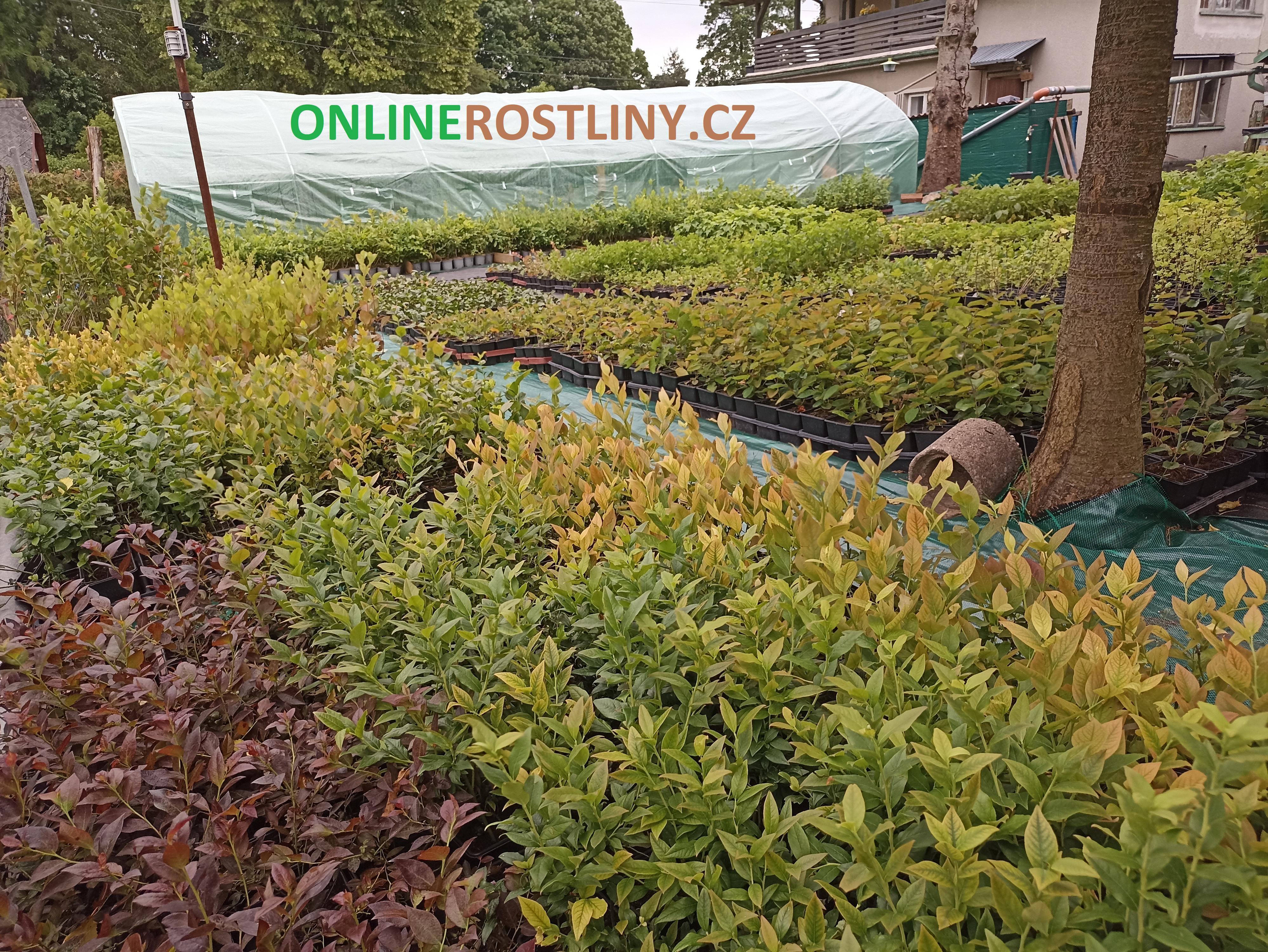 Onlinerostliny.cz foto 4