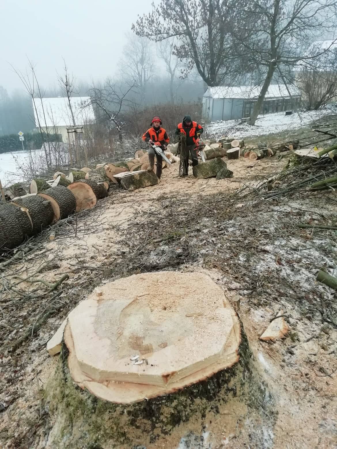 Rizikové kácení - Minkovič foto 3