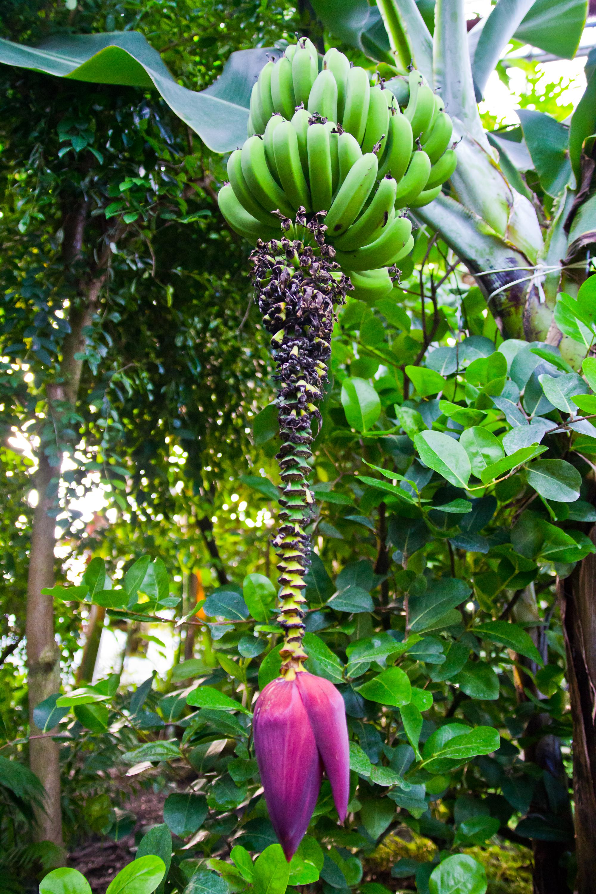 ČZU - Botanická zahrada Fakulty tropického zemědělství foto 4