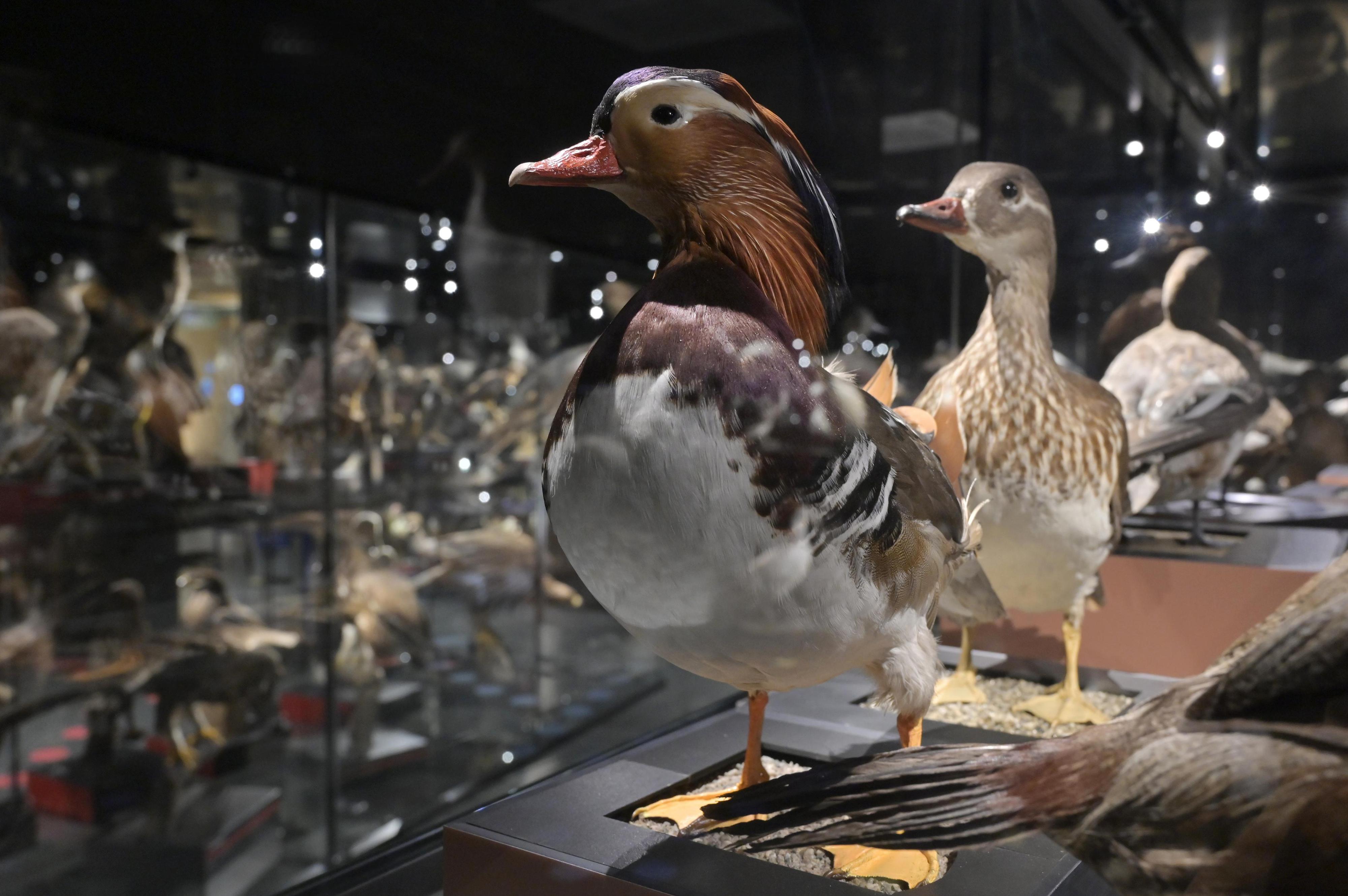 Ornitologická stanice Muzea Komenského foto 4