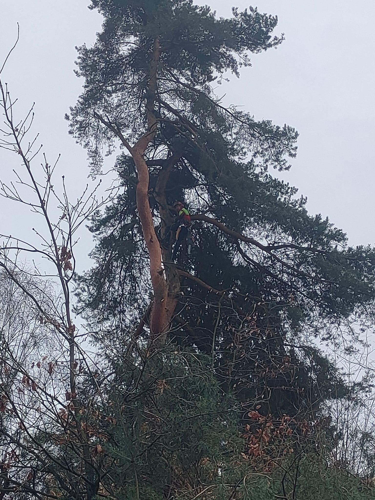 ARBEX - Prořezy a rizikové kácení stromů foto 6