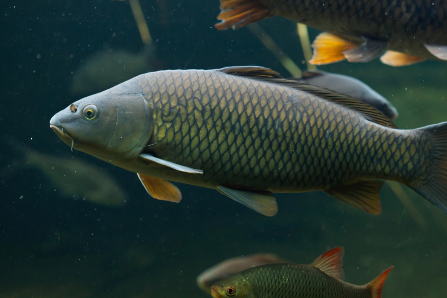 Chystáte se vyrazit na ryby?