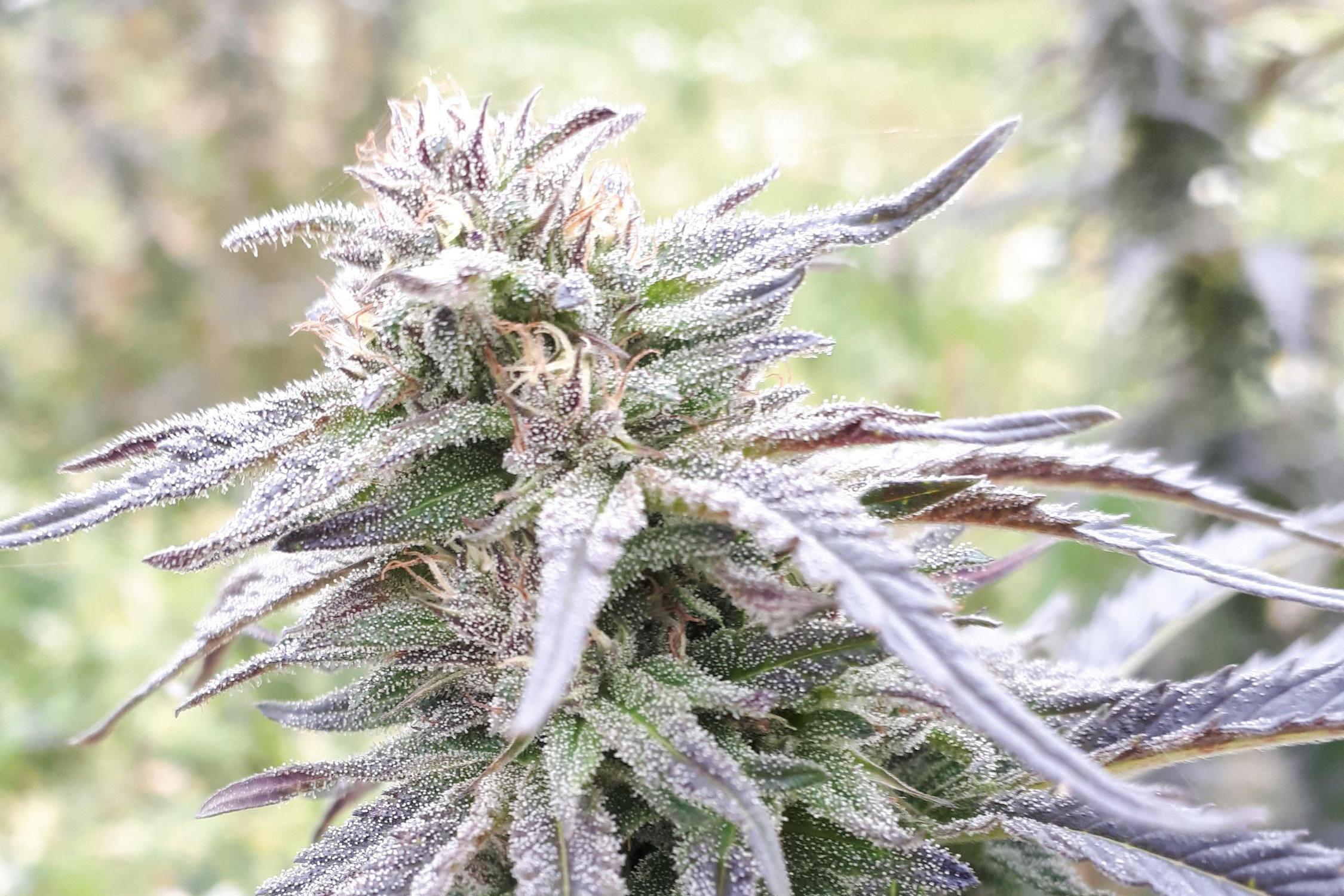 KonoPro s.r.o. foto 1