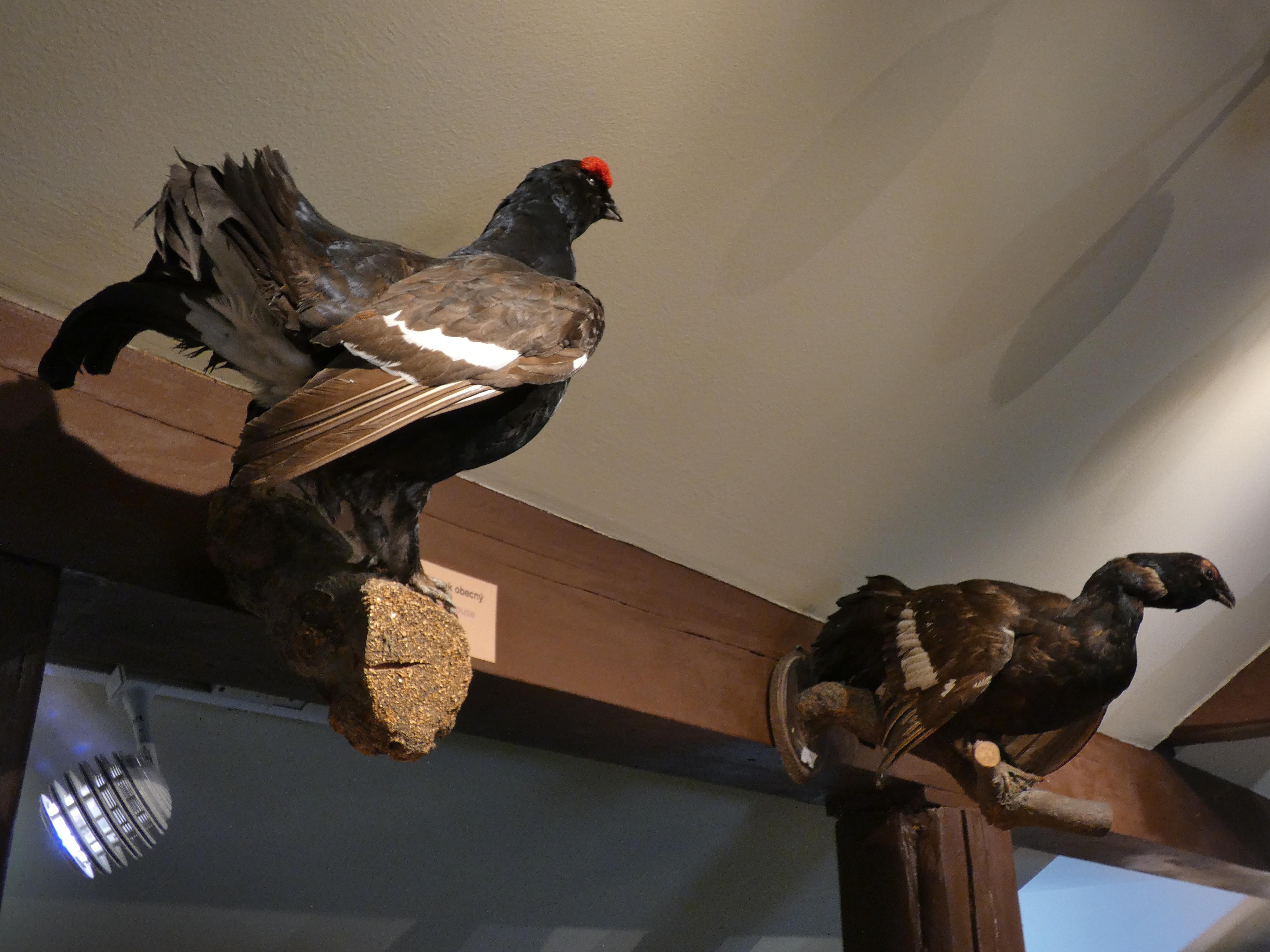 Dům přírody Slavkovského lesa