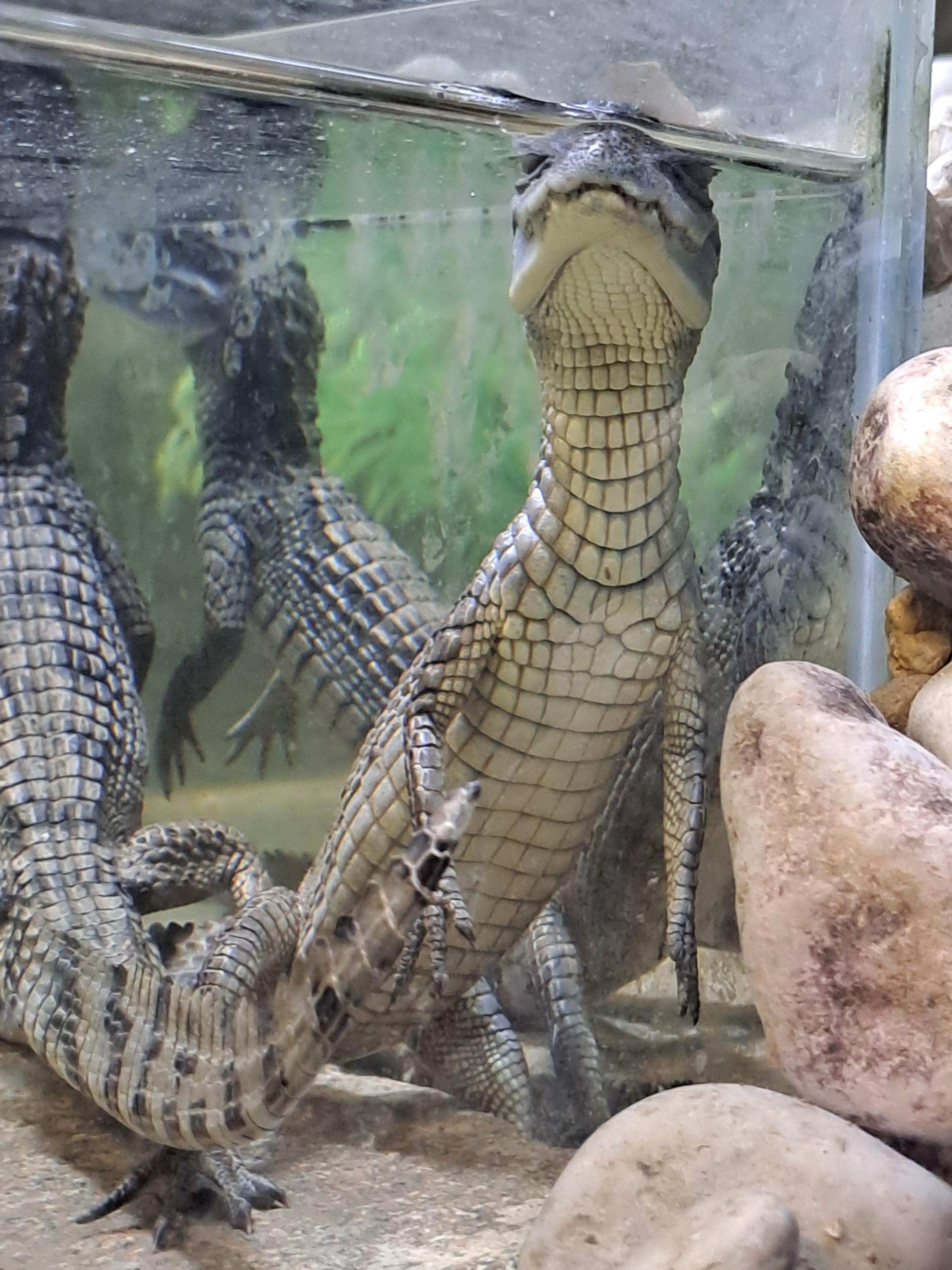 Krokodýlí ZOO Protivín foto 6