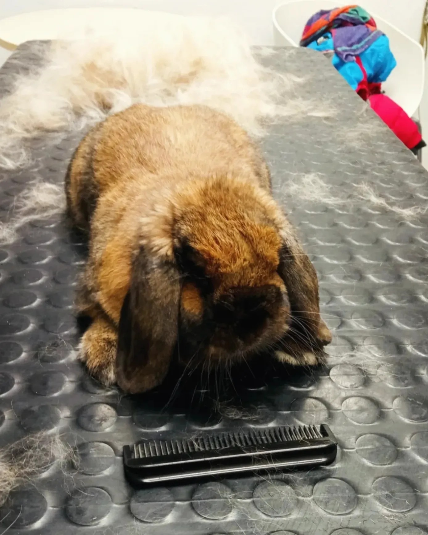 4 Tlapky - Pavla Kazdová foto 2