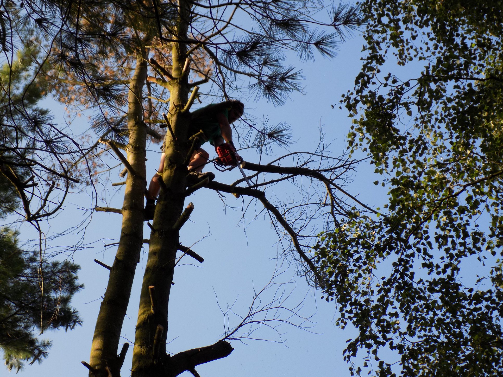 Zahradní specialista Erik s.r.o. foto 3