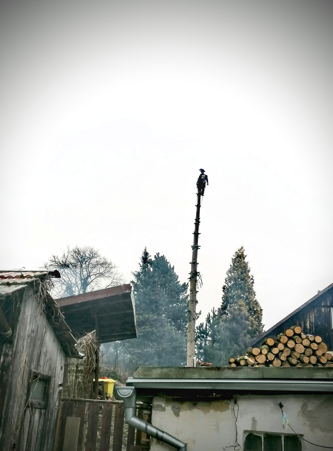 Rizikové kácení stromů - Jiří Mikolášek foto 3