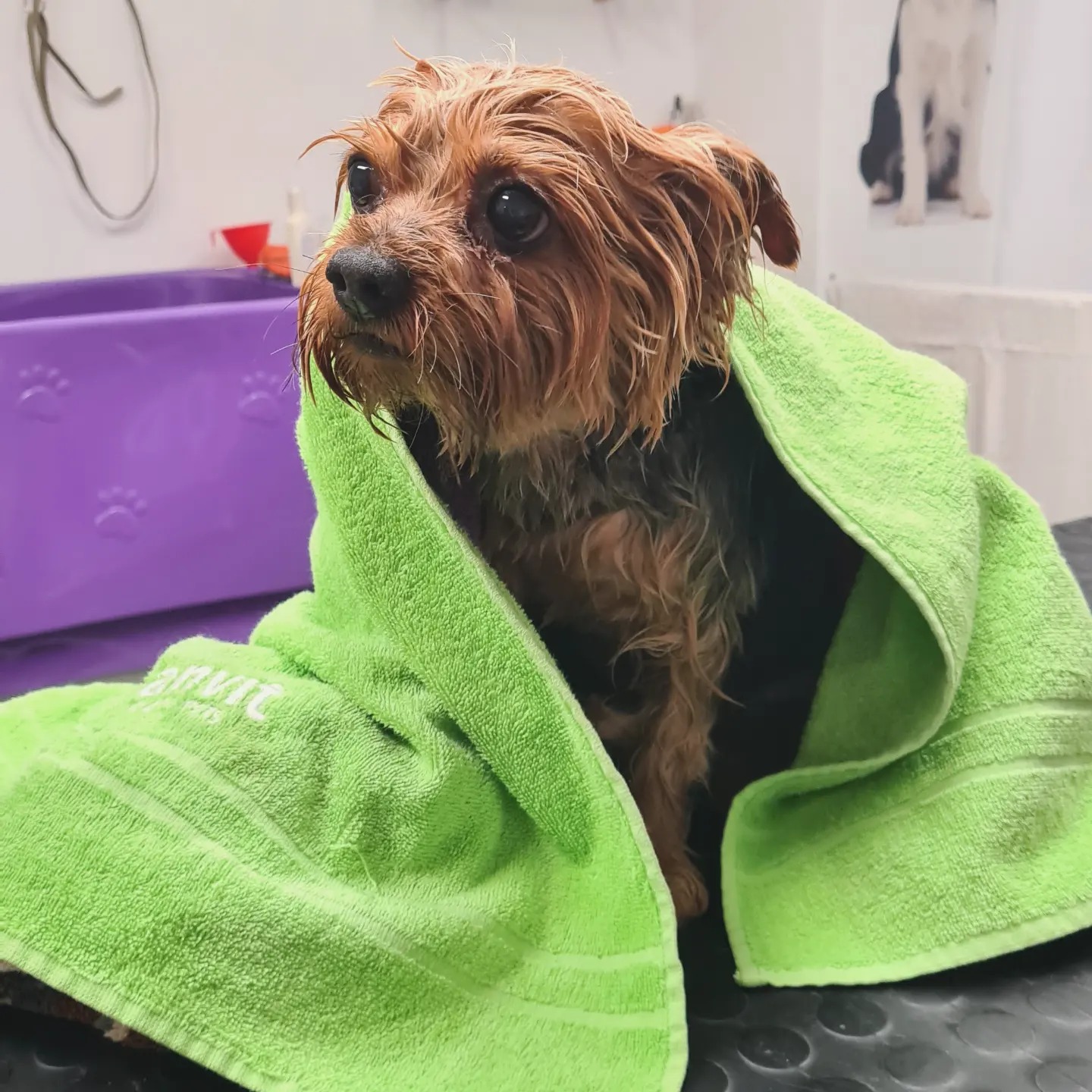 4 Tlapky - Pavla Kazdová foto 3