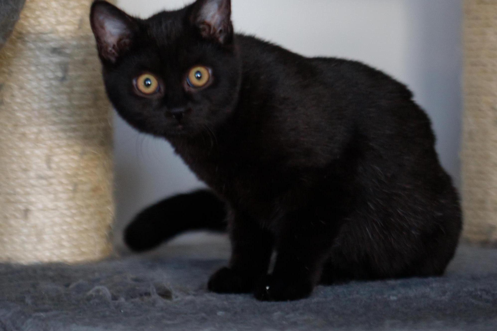 Kočičí svět z.s.