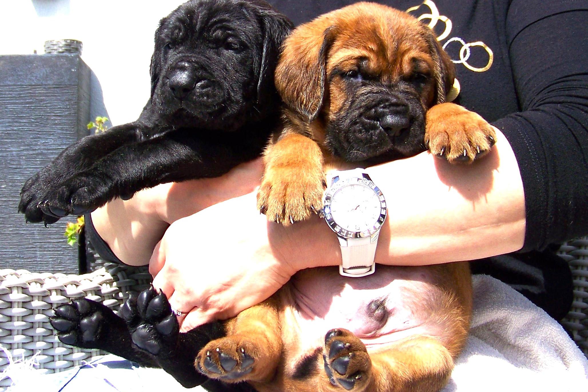 Chovatelská stanice plemene TOSA INU