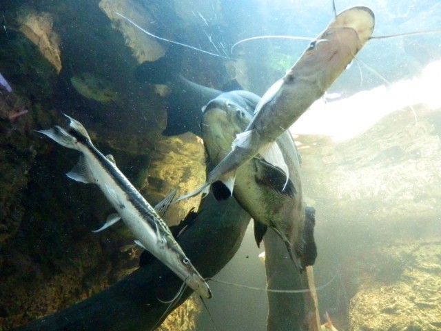 Obří akvárium foto 3