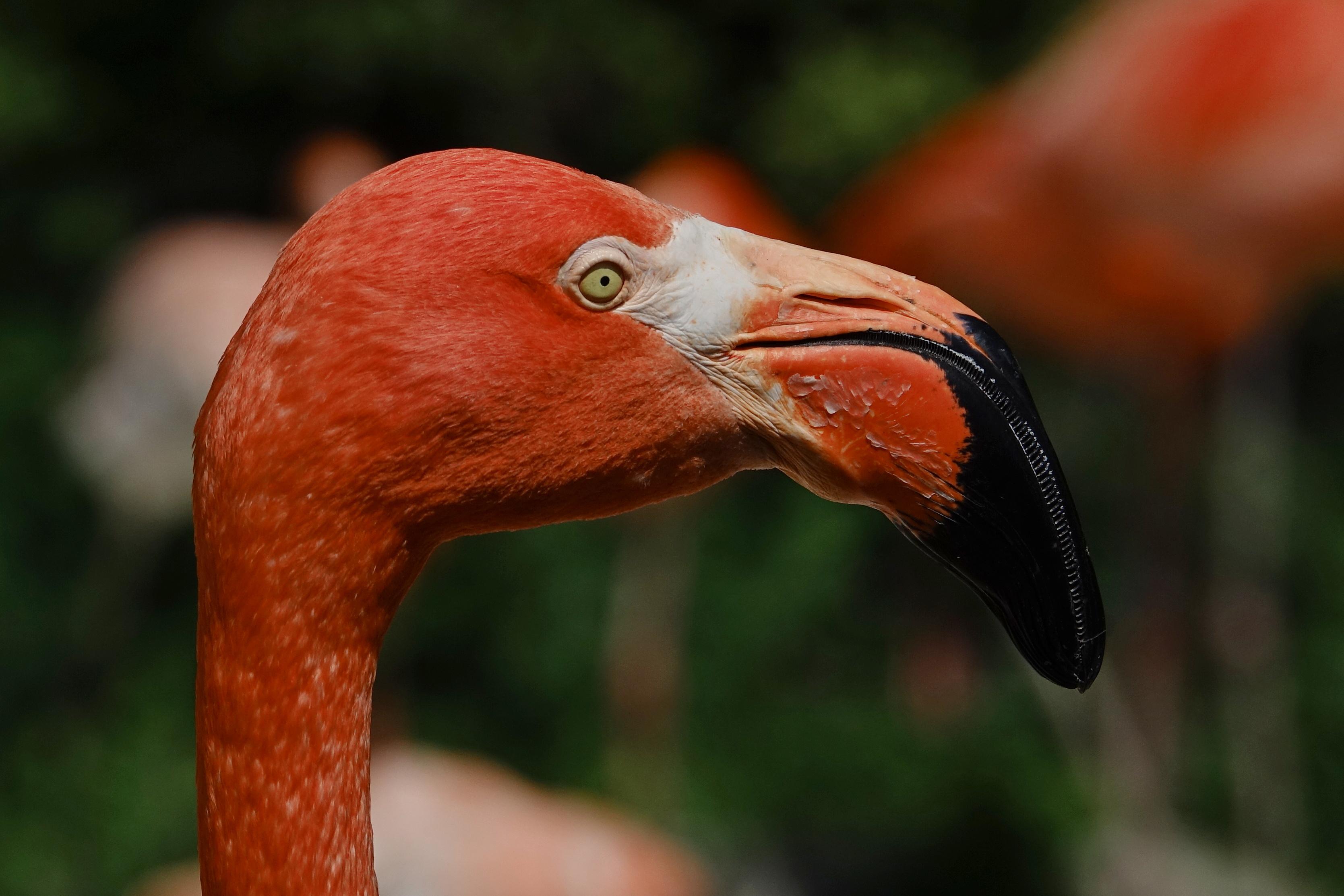 Zoologická zahrada a botanický park Ostrava foto 5