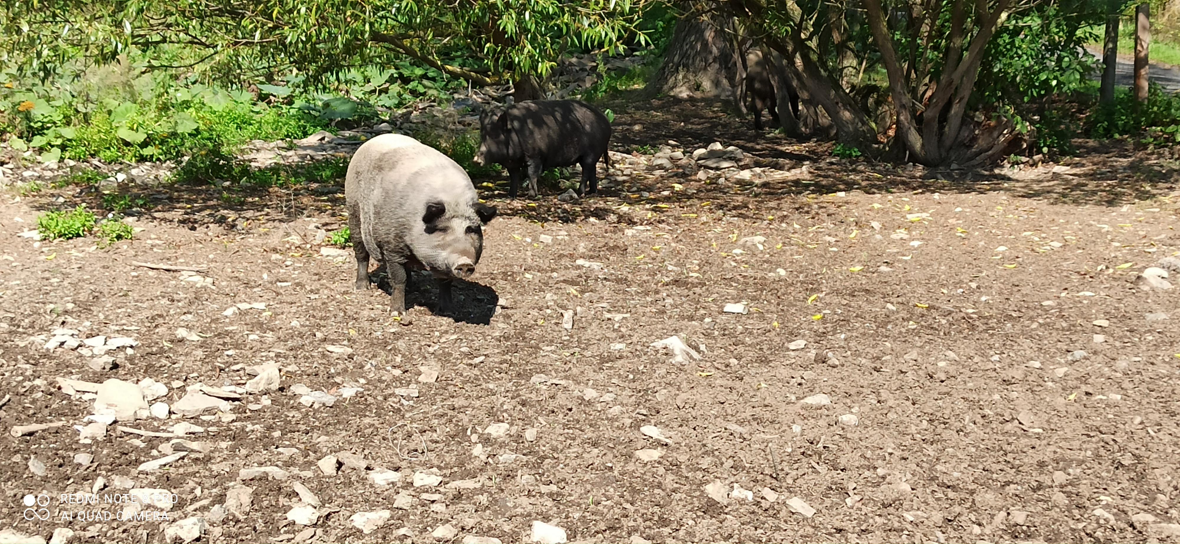 Zoopark Holčovice foto 4