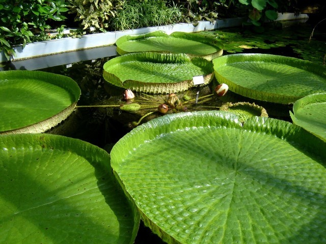Botanická zahrada Přírodovědecké fakulty Masarykovy univerzity foto 3