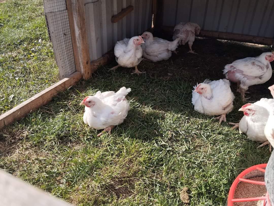 Dášino kuře z Kutnohorska foto 5