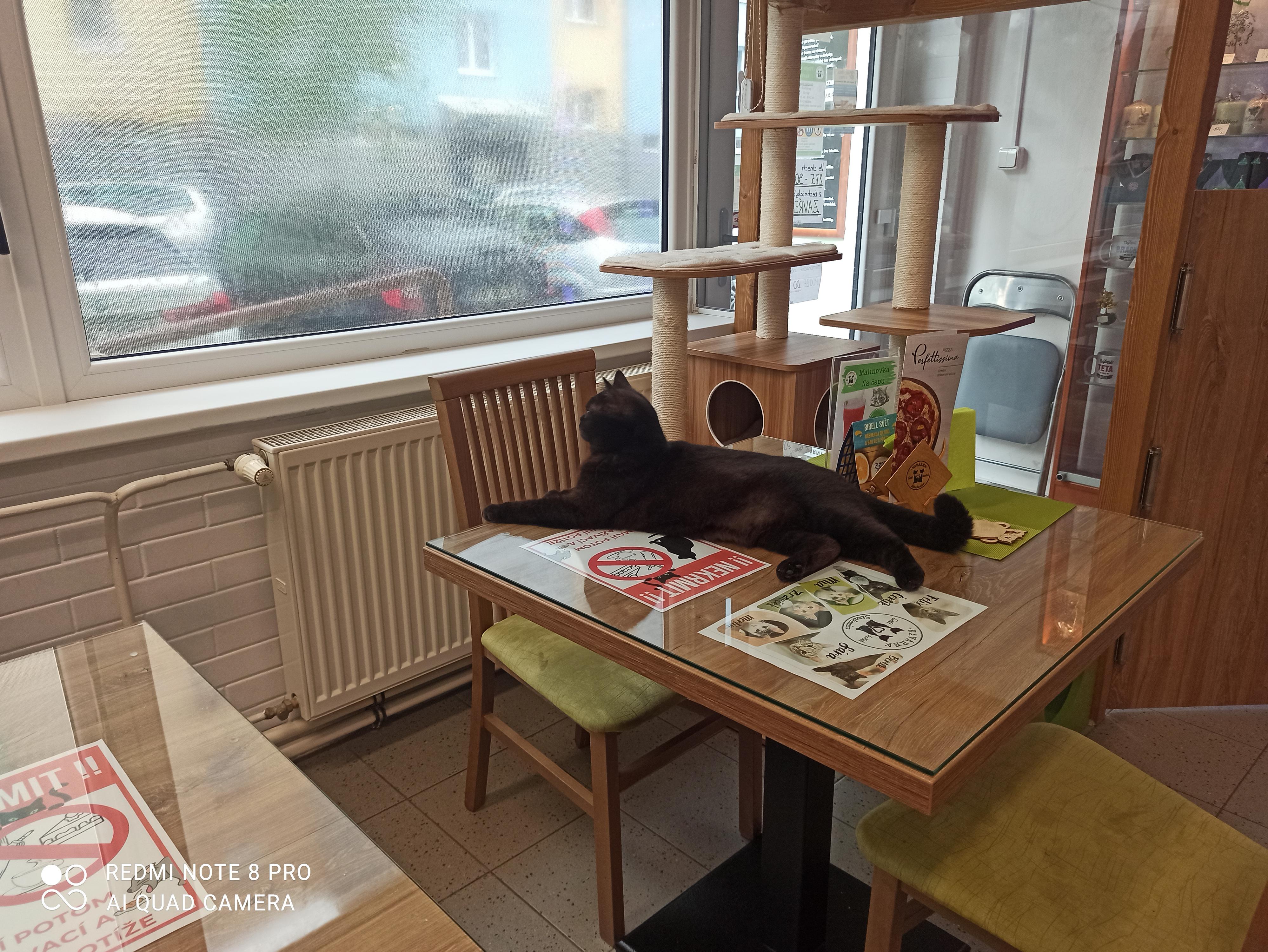 Kavárna svět koček foto 6