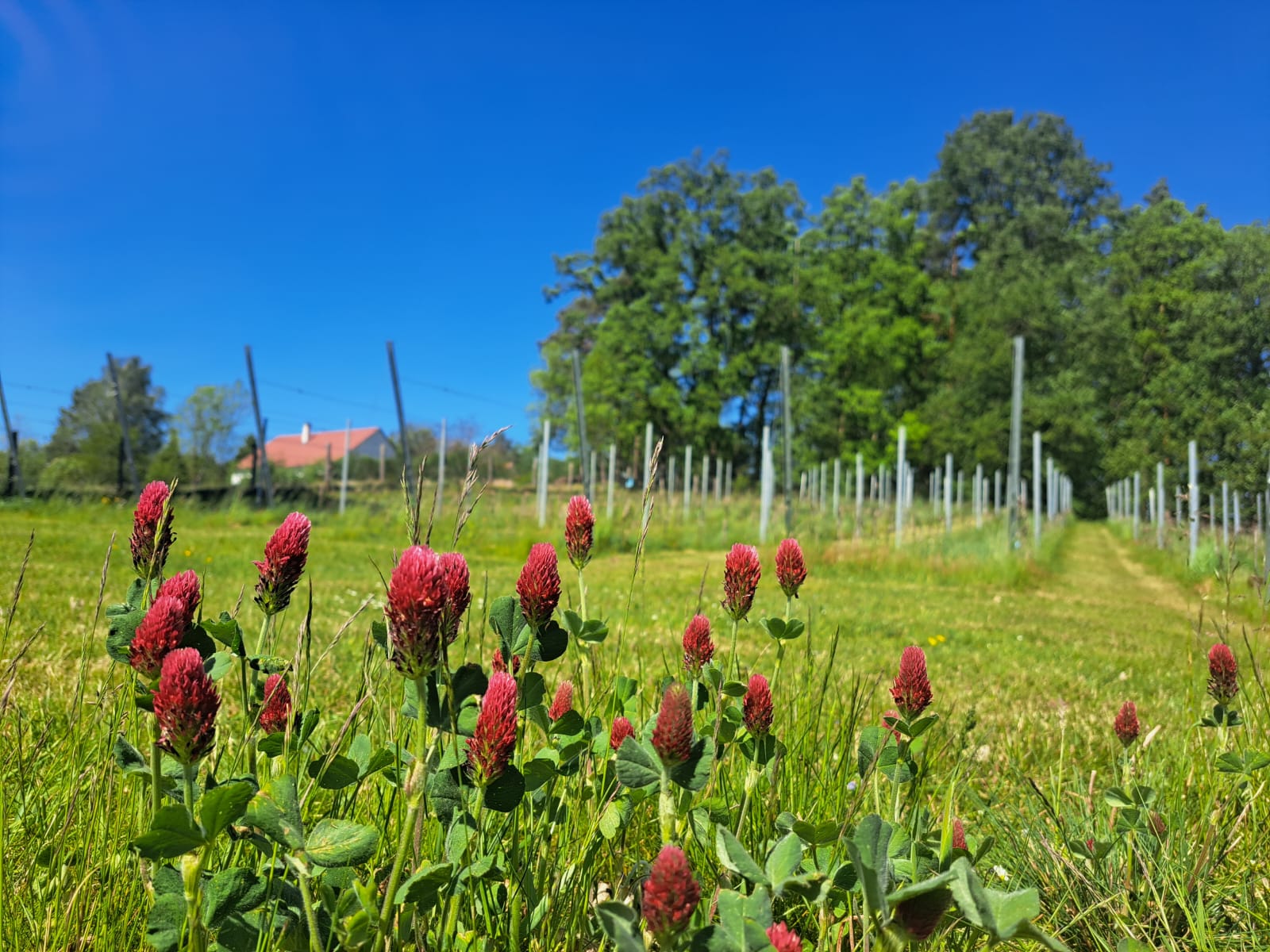 Zahrada s vinicí foto 3