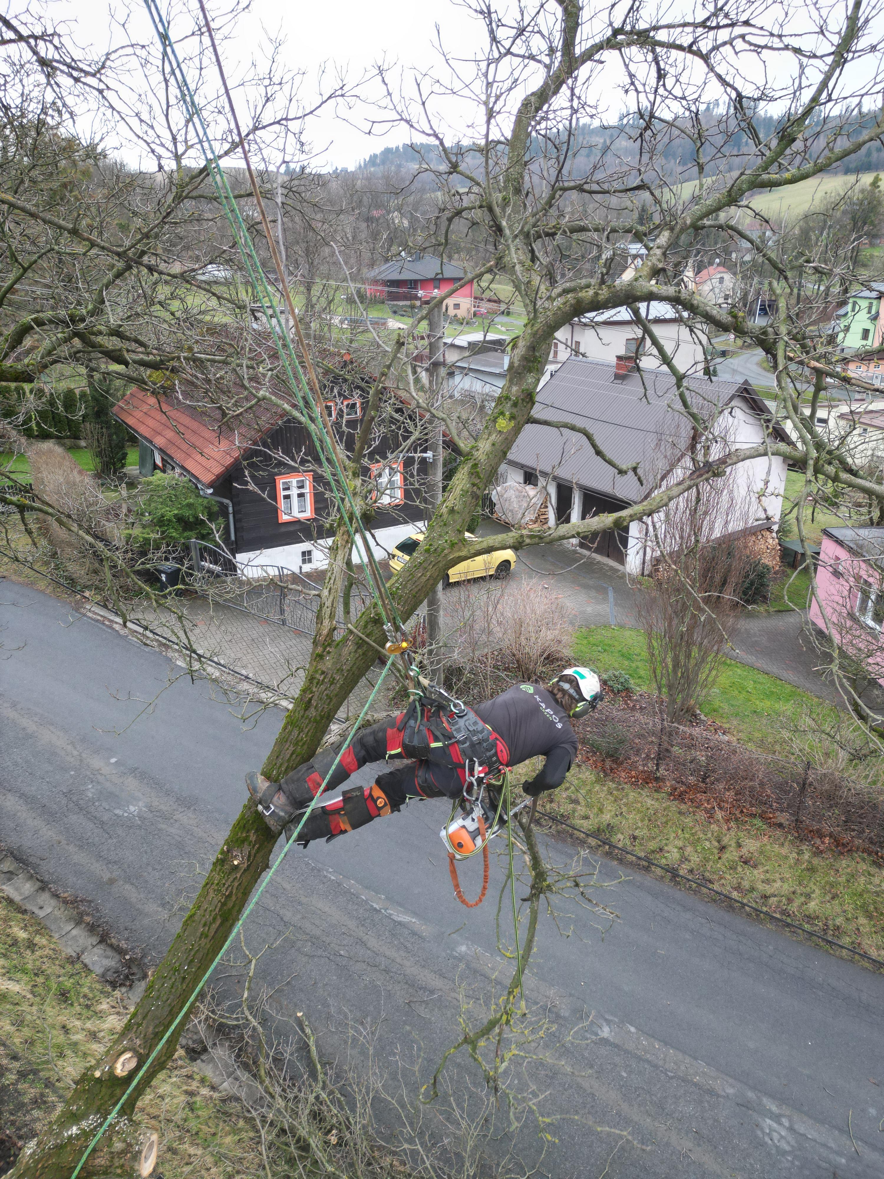 Bezpečnostní a zdravotní ořezy stromů arboristou