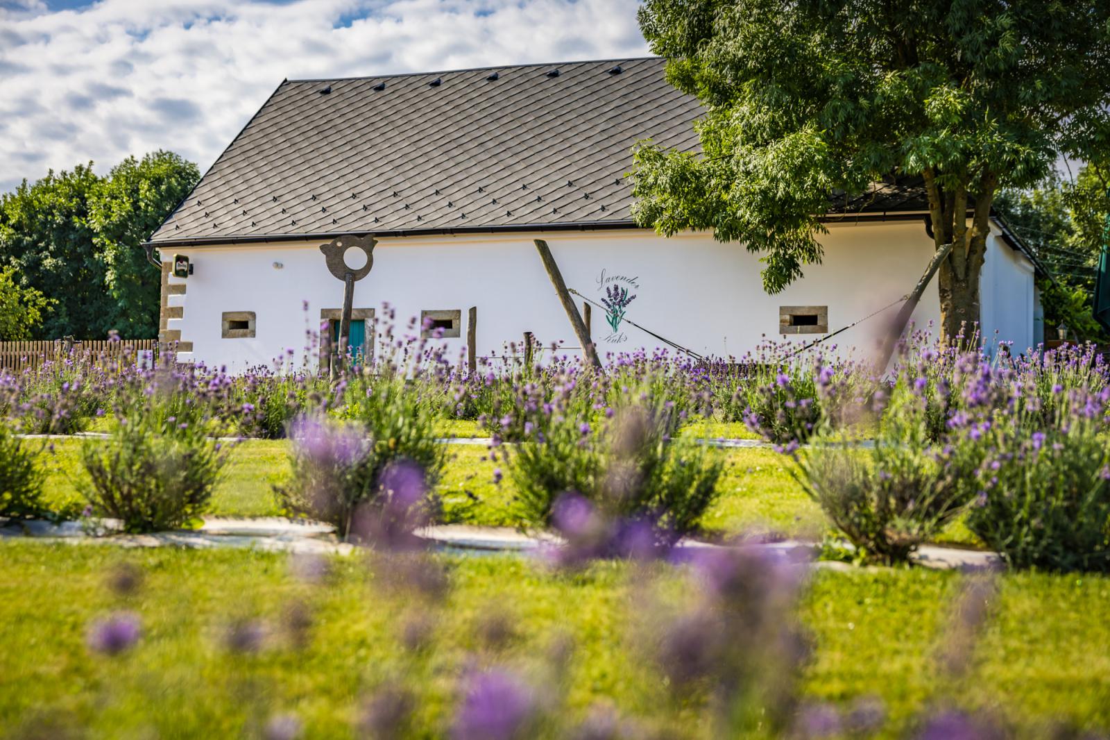 Lavender Kuks foto 6