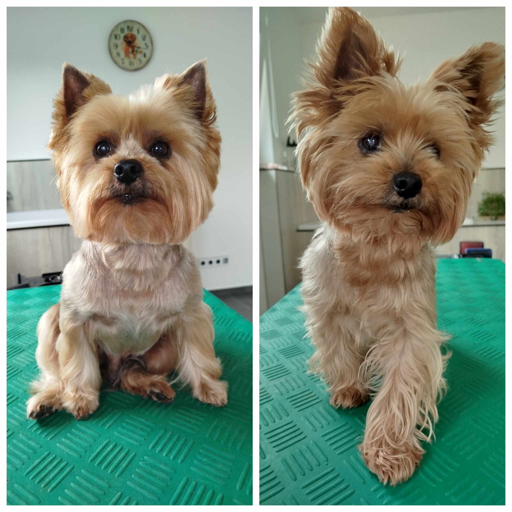Psí salon Šmudlik foto 4