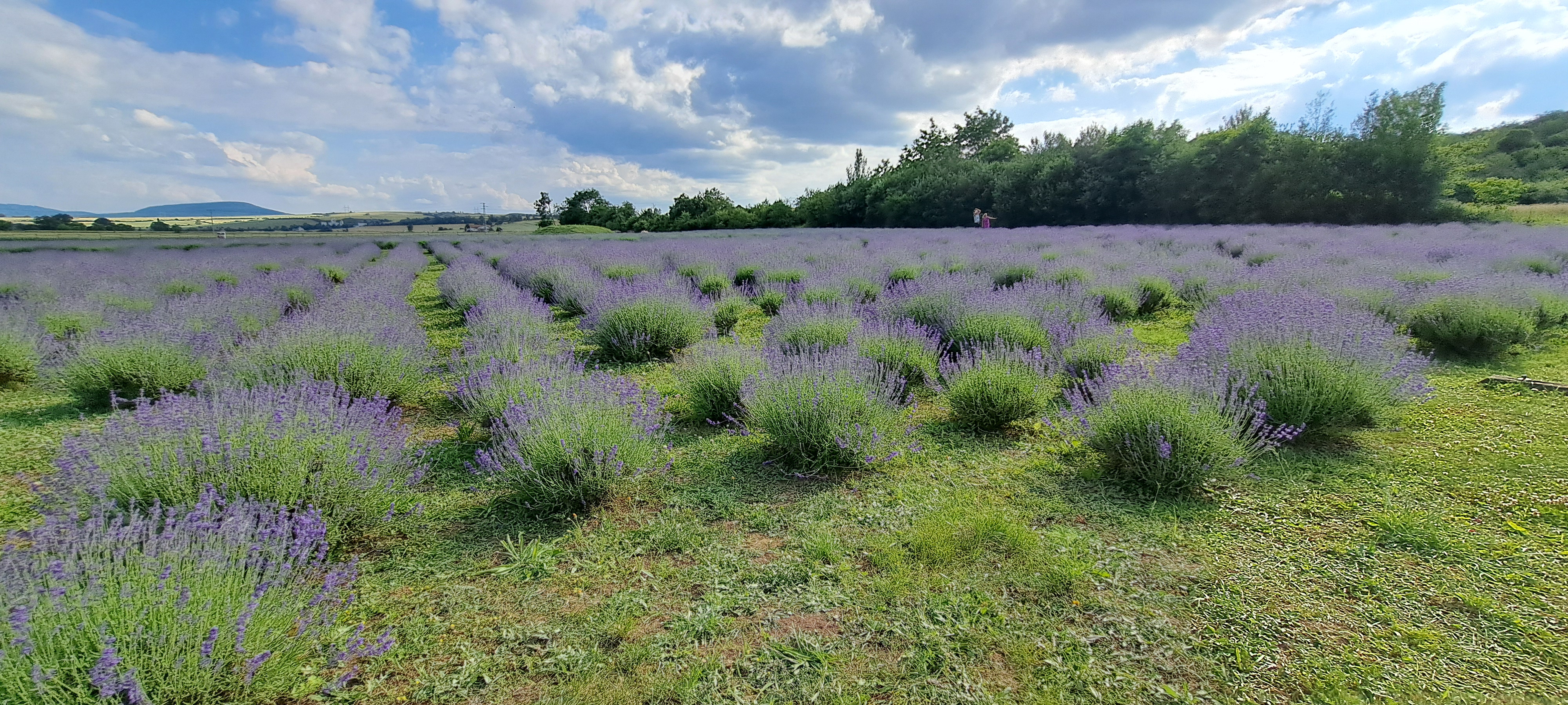 Aromadomek v Levandulovém údolí