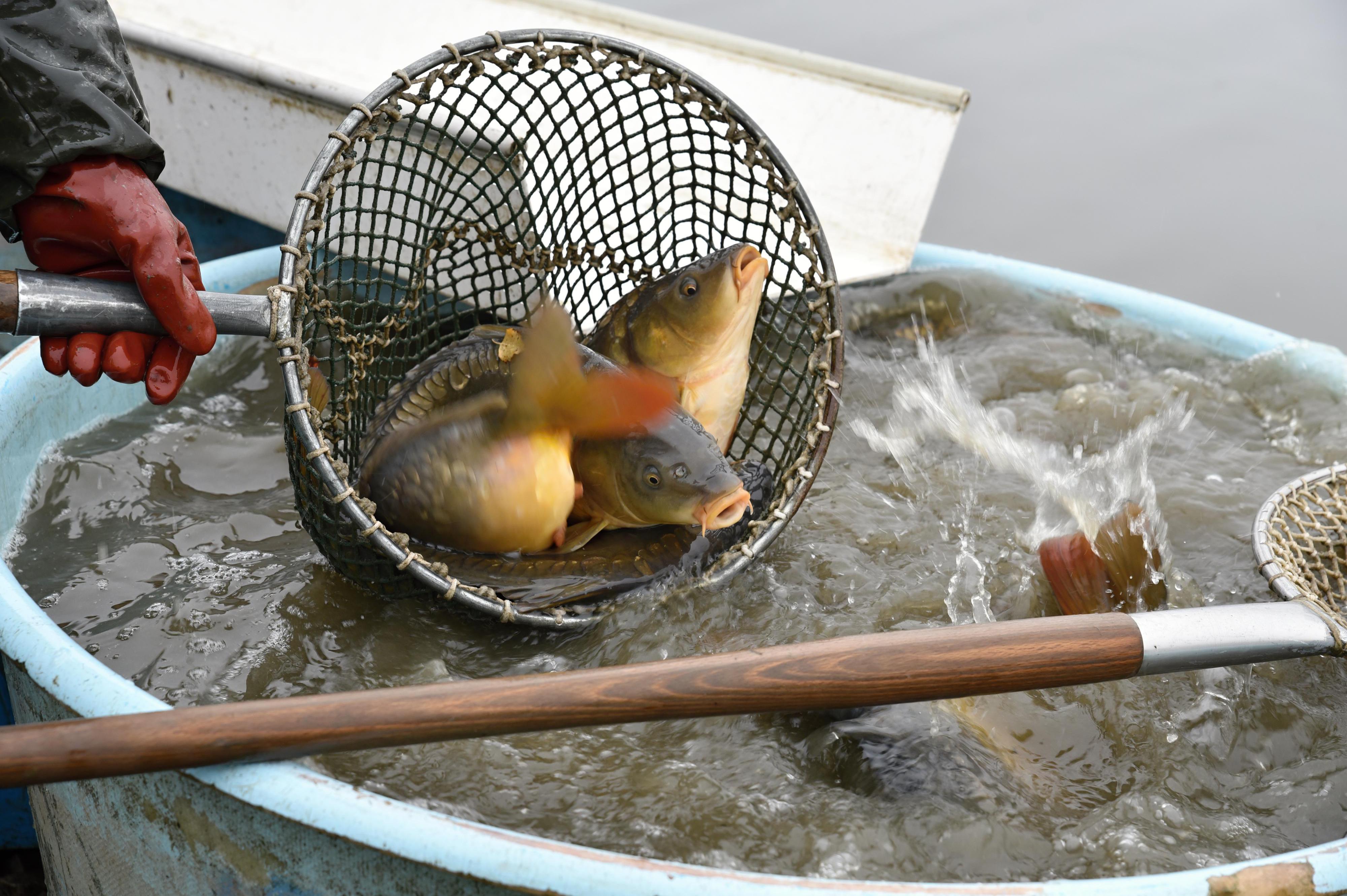 Michal Nechvátal - Prodej ryb