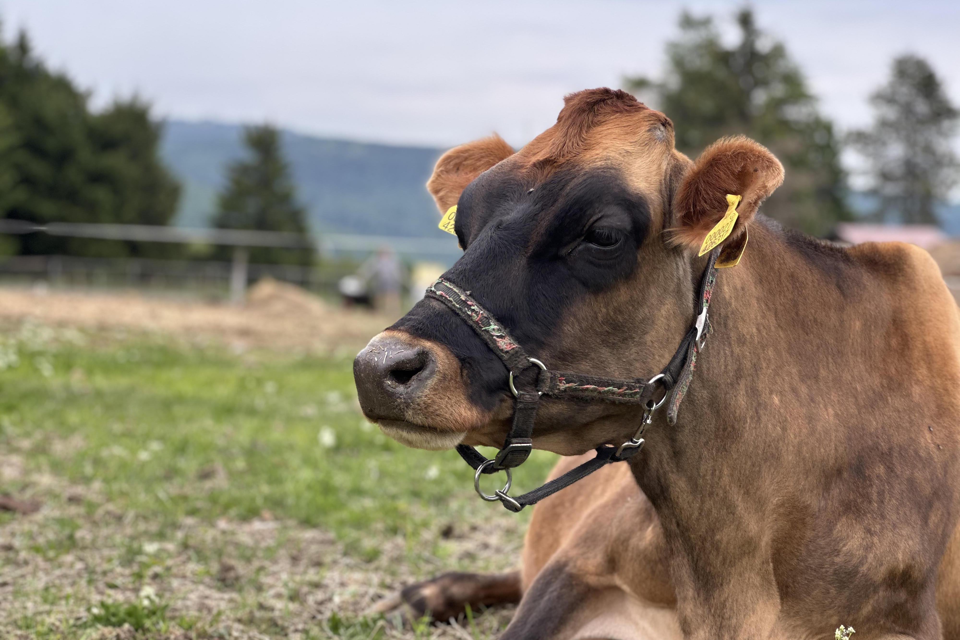 Kateřina Mocko Srpová