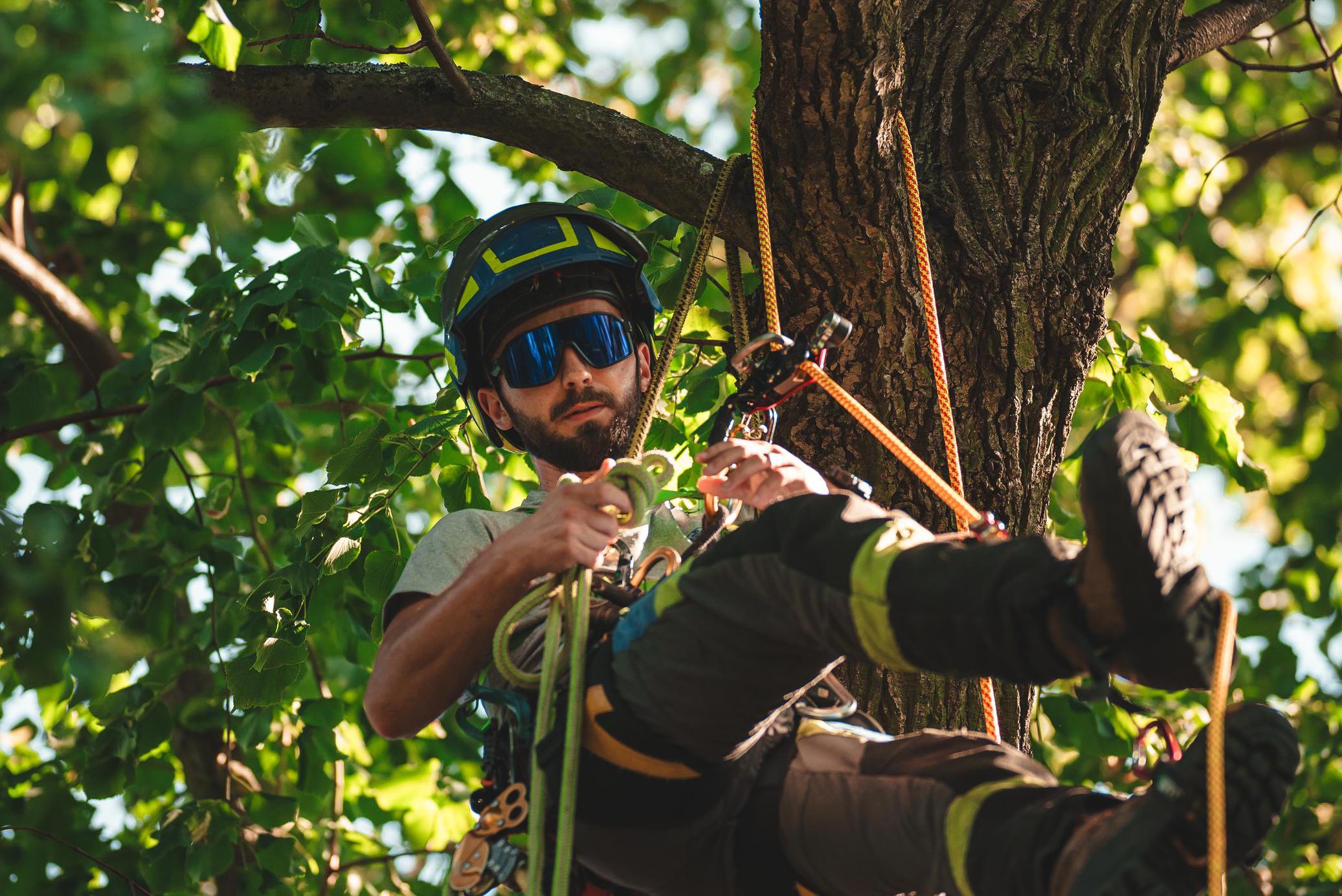 Rizikové kácení RK foto 1