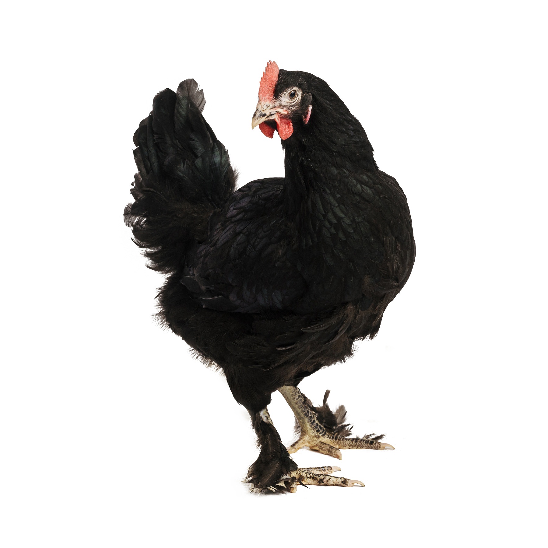 Prodej drůbeže a krmiv Jiří Gazda foto 2