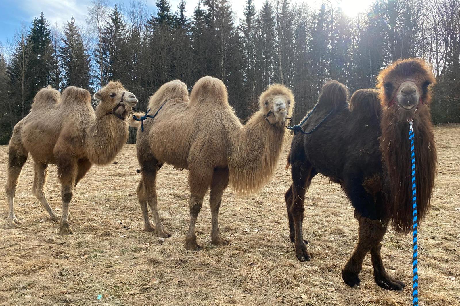 Rodinná farma Vlček