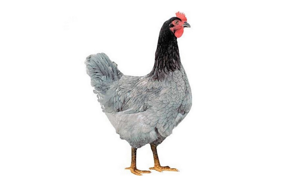 Dominant Modrý D107