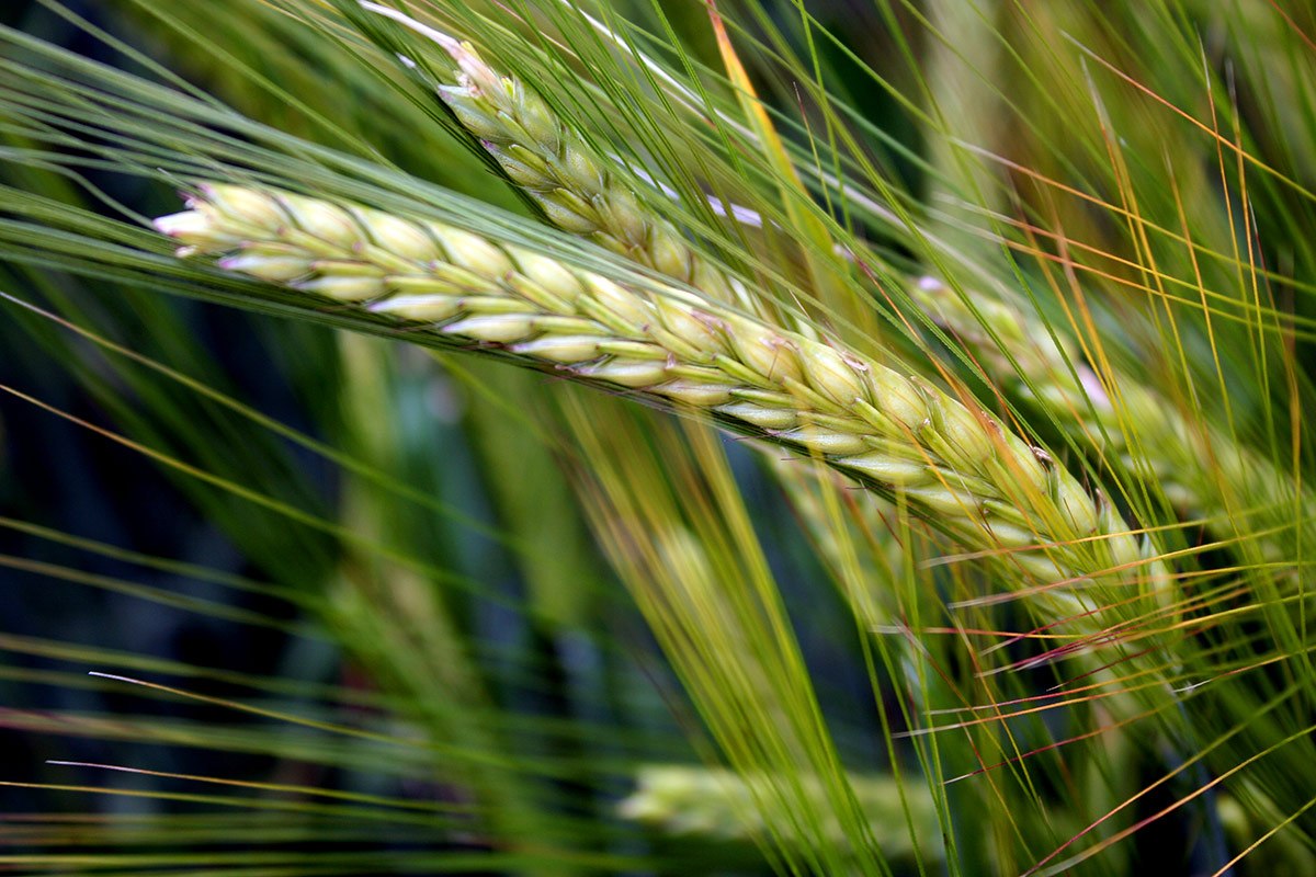 Limagrain Česká republika, s.r.o. foto 3