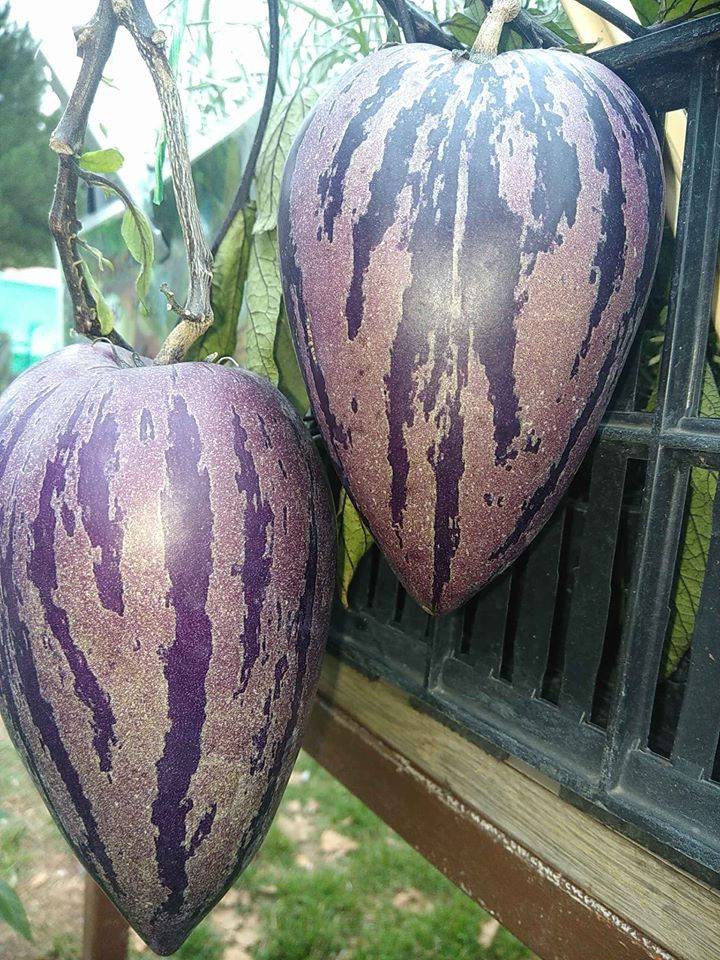 Zahradnictví Valinová foto 4