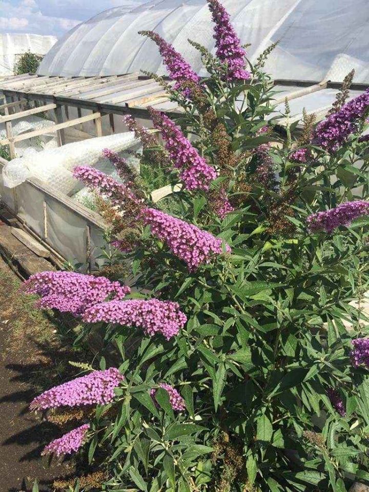 Zahradnictví Valinová foto 3