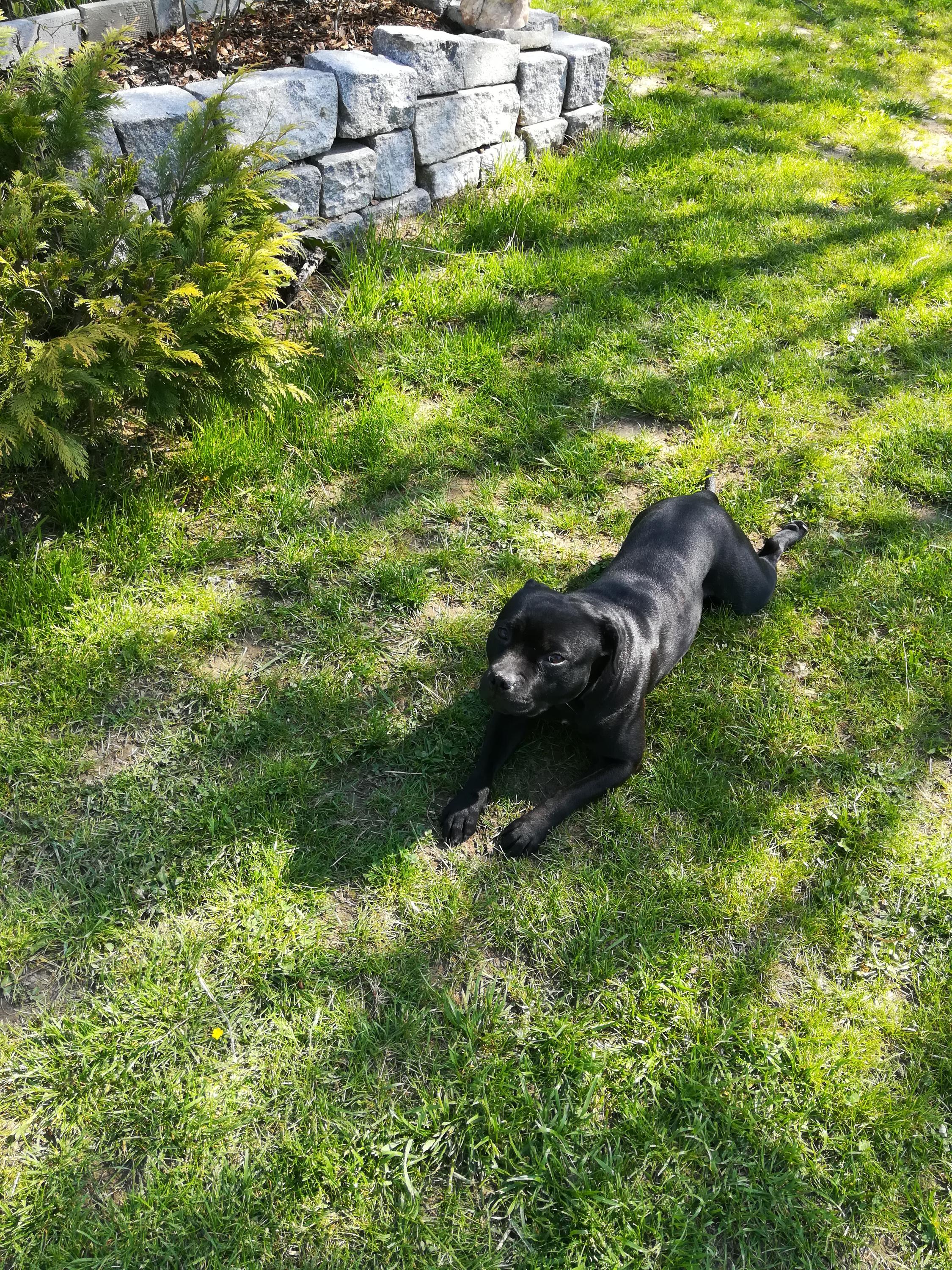 Darkshine-ubytování domácích mazlíčků foto 4