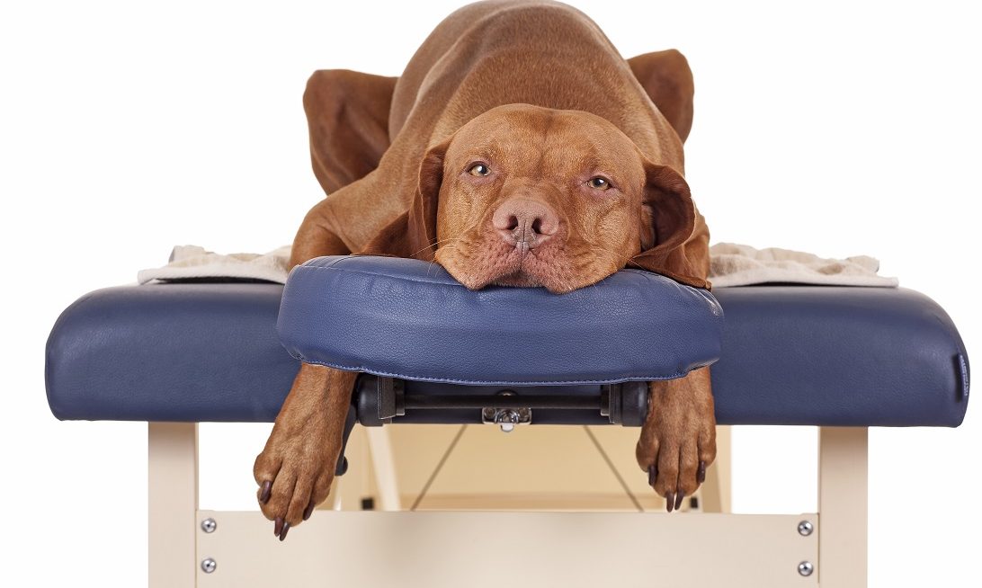 Masáže psů - Markéta Thielová foto 2