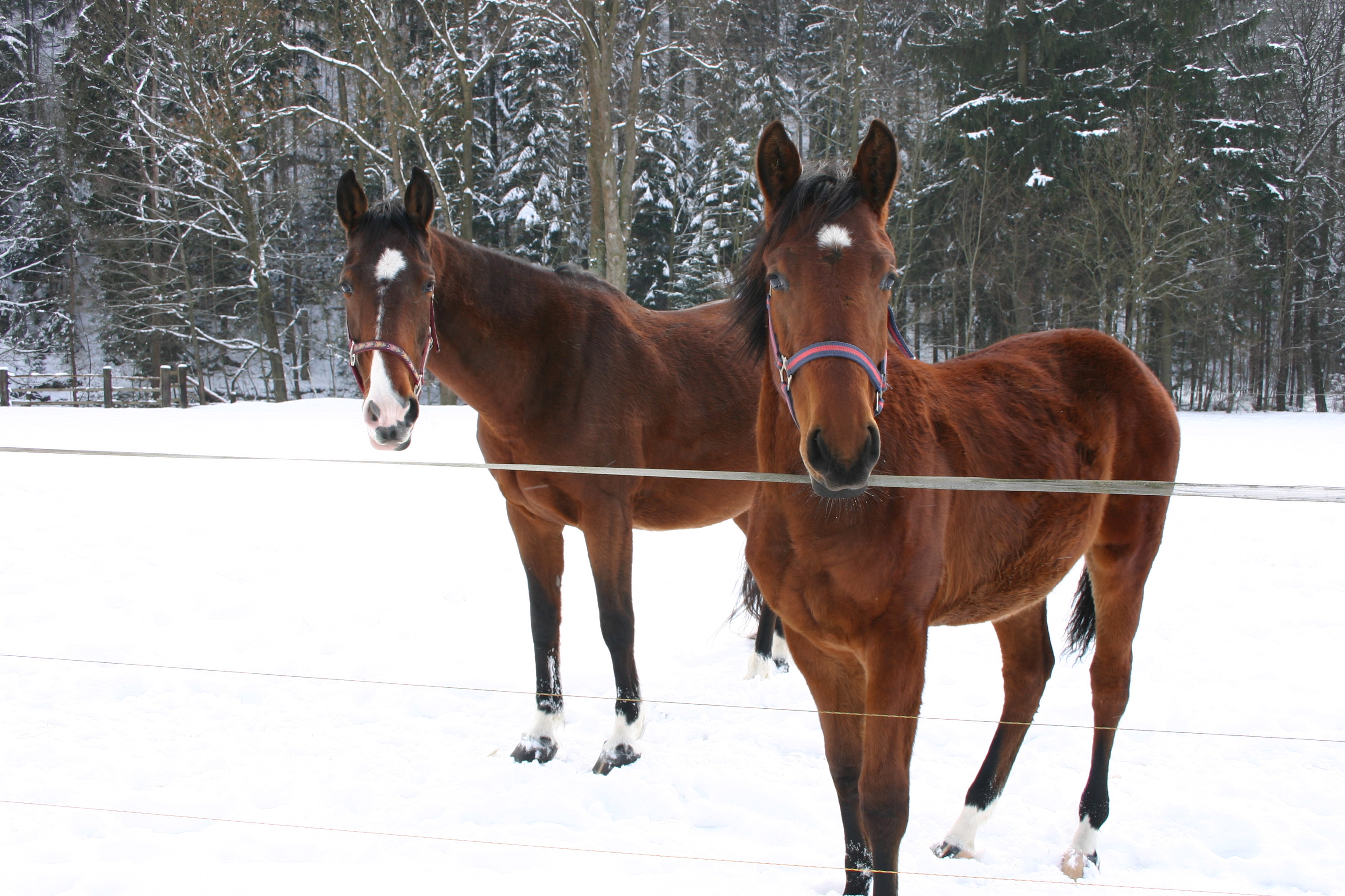 Stáj Euridika foto 4