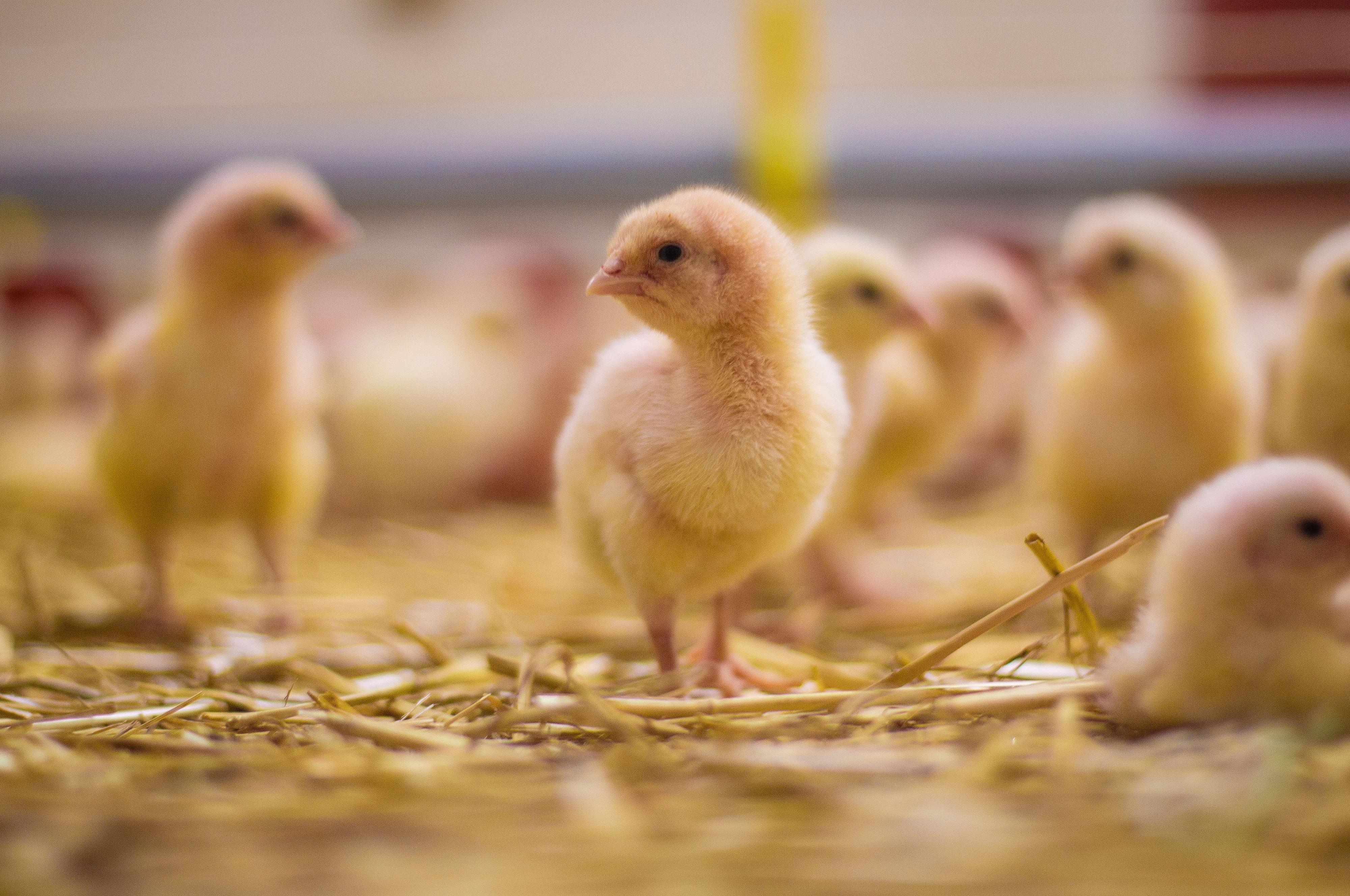 Farma Poustka
