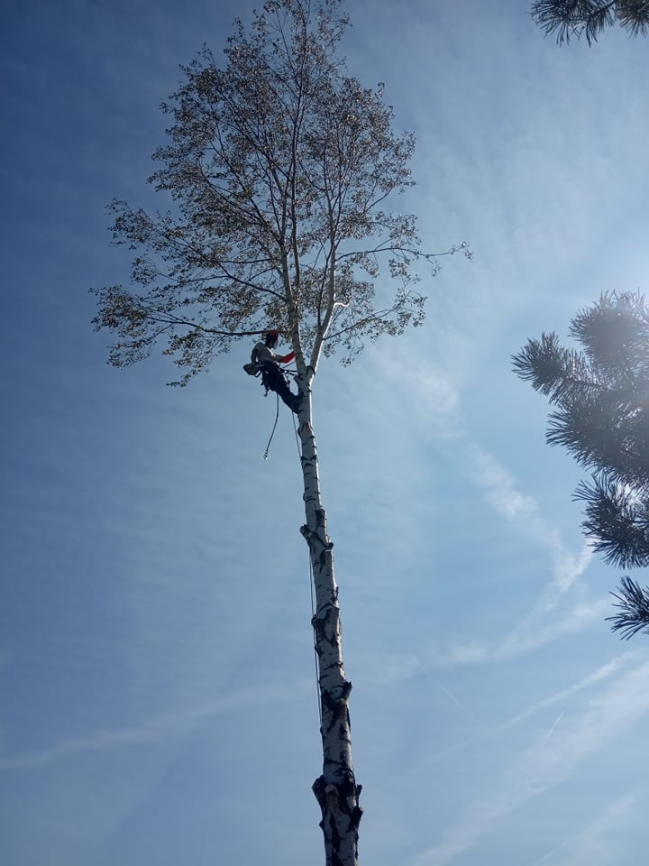 Na stromy i domy foto 4