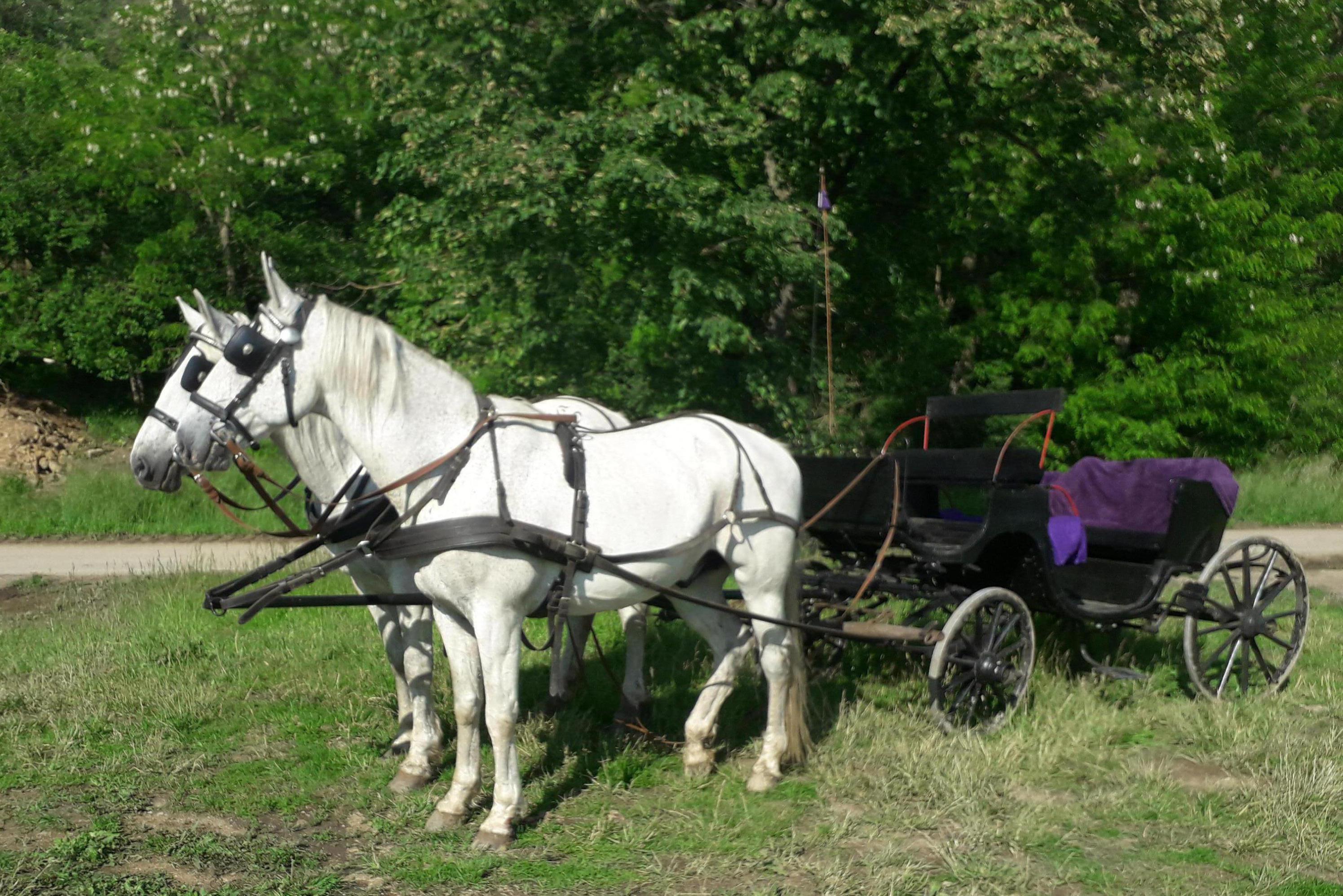 Ranč Divoké růže