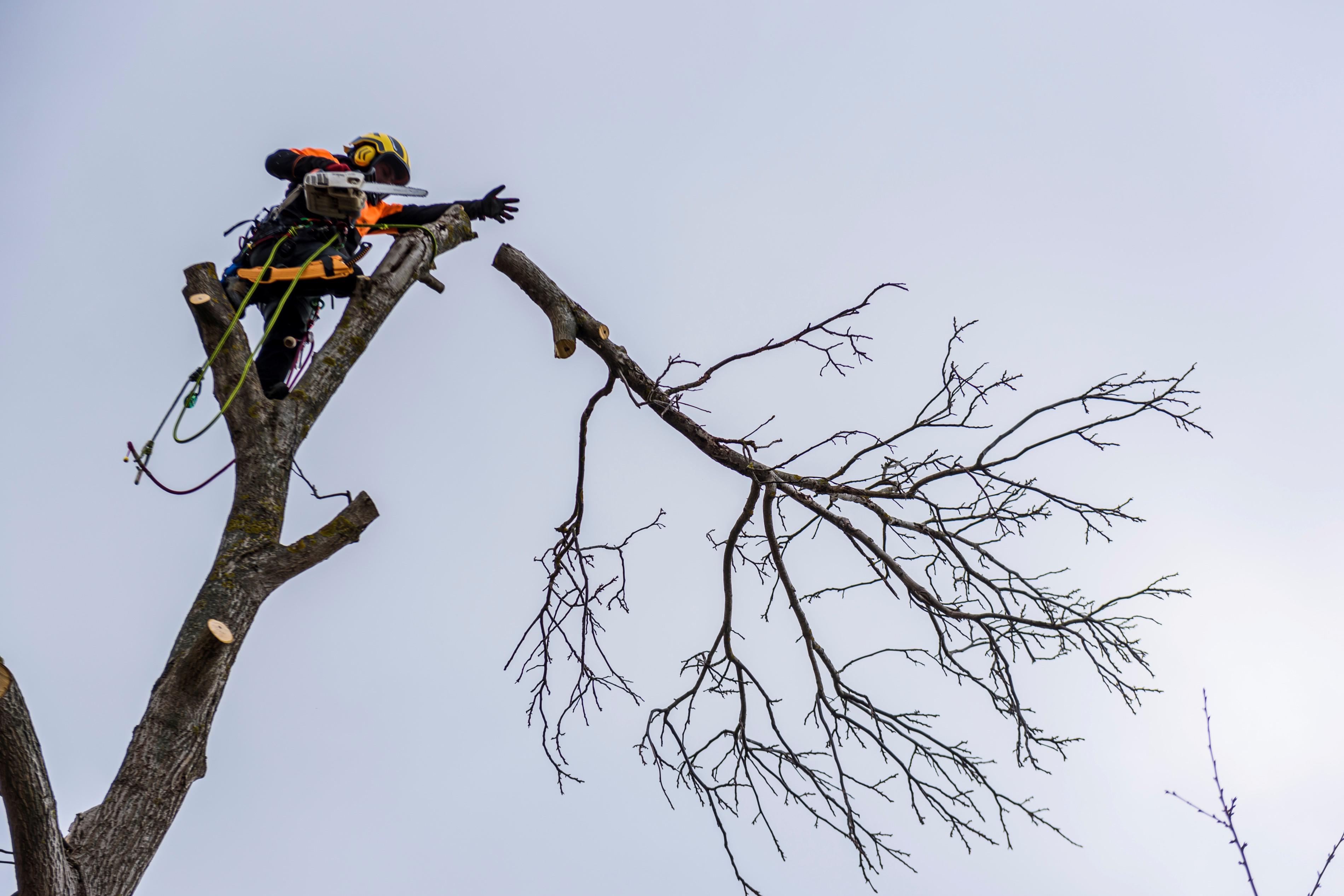 Bc. Ondřej Drábek - ARBORISTA