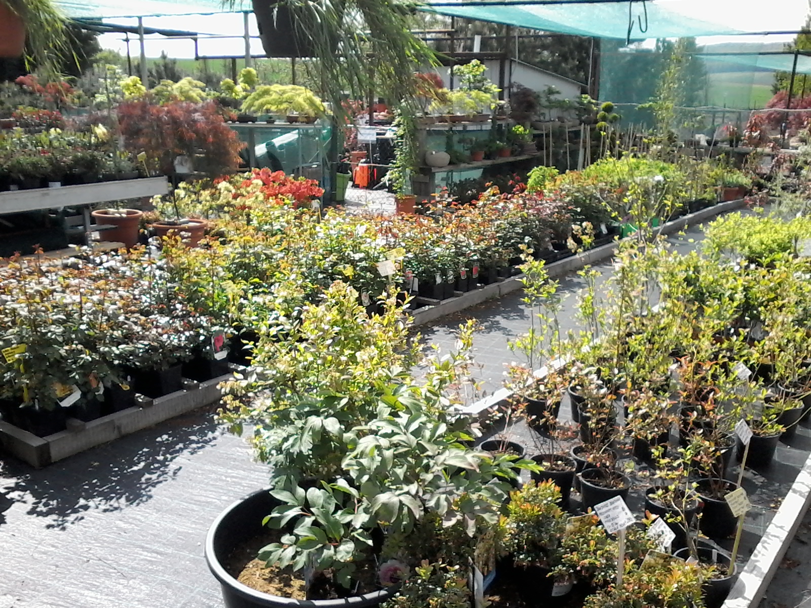 Zahradnictví u rozchodníka, spol. s r.o. foto 5