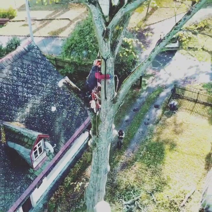 Kácení stromů Ing. Šimon Prokop foto 2 (náhled videa)