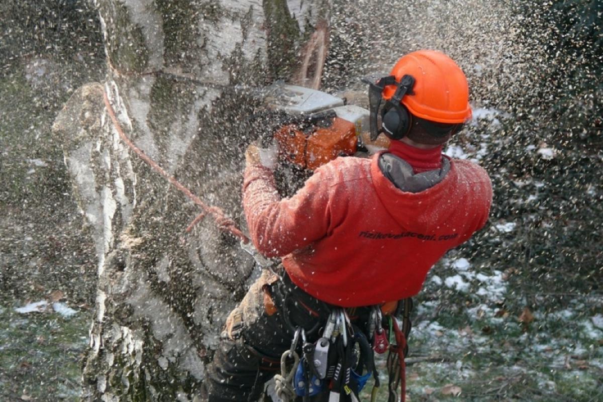 Rizikové kácení stromů - Arborista Pavel Kubík