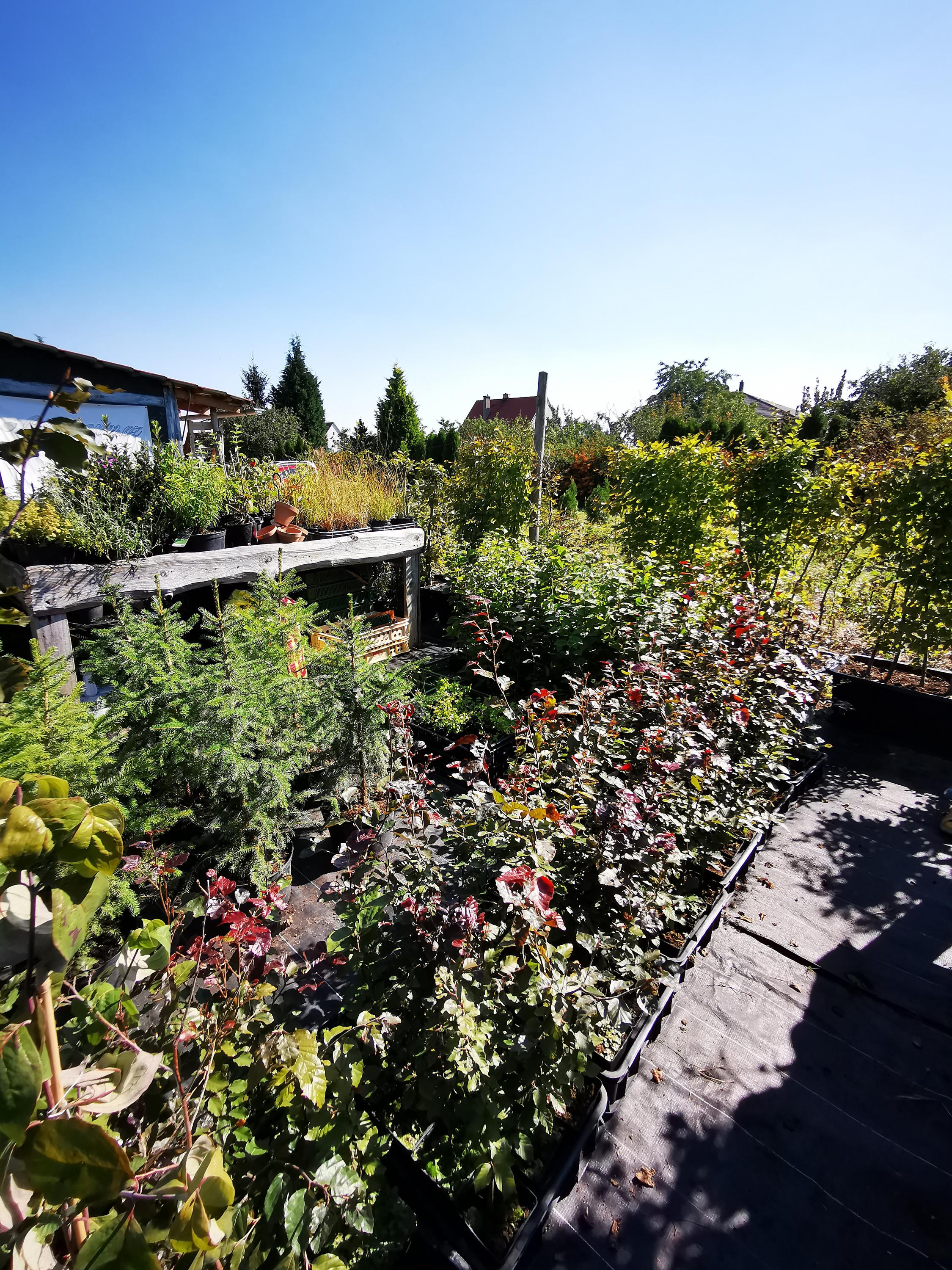 Carpineum zahradnictví Mělník foto 4